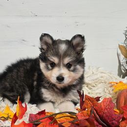 Daniel - Tri-color male Pomsky puppy in Elgin, Oregon from Kenna'z Kuddly Pomskiez