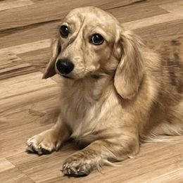 Otter - Dachshund