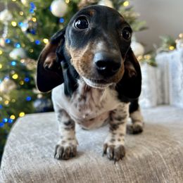 Jessica Jones - Piebald female Dachshund puppy in Temecula, California from Naomi Magee's Dachshund Kennel