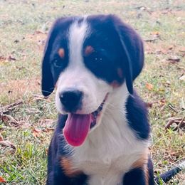 Practical boy - Black, white and red male Greater Swiss Mountain Dog puppy in Lexington, Kentucky from Ambermoon Kooikerhondje Blackamber Greater Swiss Mountain Dogs