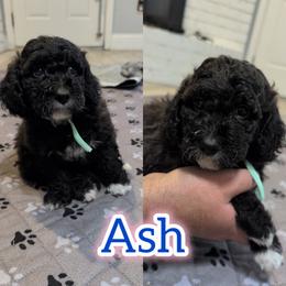 Ash - Black and white female Saint Berdoodle puppy in Garland, Texas from Brewer's Doodles and French Bulldogs