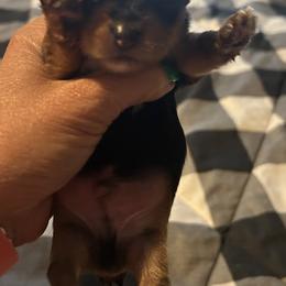 Boy 1 - Blue and gold male Yorkshire Terrier puppy in Hot Springs, Arkansas from Weslynn Kennels