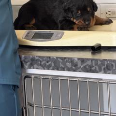 Boy 6 - male Beauceron puppy in Floyd’s Knobs, Indiana from Birdwing Beaucerons