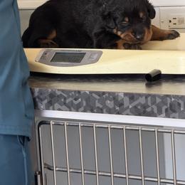 Boy 6 - male Beauceron puppy in Floyd’s Knobs, Indiana from Birdwing Beaucerons