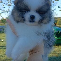Magic Carpet - Tri-colored male Pomeranian puppy in Ada, Oklahoma from Once Upon A Fluff