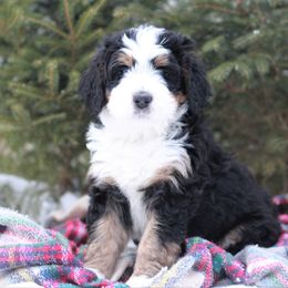 Bernedoodle Puppies from Richardville Hunde
