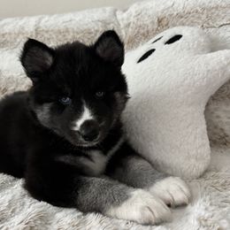 Siberian Husky Puppies from FamilyFur