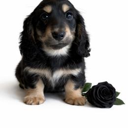 Chihuahua and Dachshund Puppies from Farm House miniatures