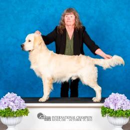 Wildfire - Golden Retriever