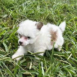 Tiny white with sable puff boy - Sable male Chinese Crested puppy in Rockvale, Tennessee from Cosmic Chinese Cresteds & Wind-Echo Poodles
