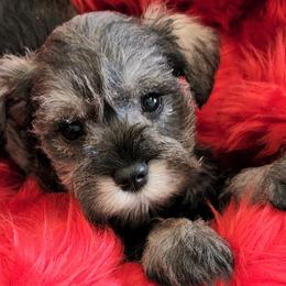 Miniature Schnauzers from Mini Schnauzers 4U