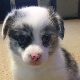 American Corgis and Pembroke Welsh Corgis from Brazos Corgis