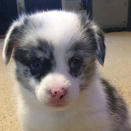 American Corgis and Pembroke Welsh Corgis from Brazos Corgis