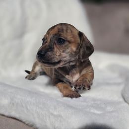 Piper - Brindle female Dachshund puppy in Mcminnville, Tennessee from Red Barn Farms Minis