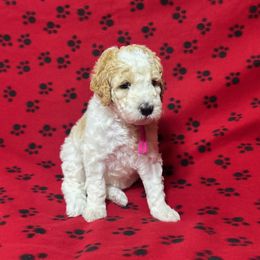 Sparkle - Parti female Poodle puppy in New Britain, Connecticut from Poodles of New England