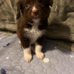 Prancer - Red tri-color male Australian Shepherd puppy in Rose Hill, North Carolina from Motega Australian Shepherds