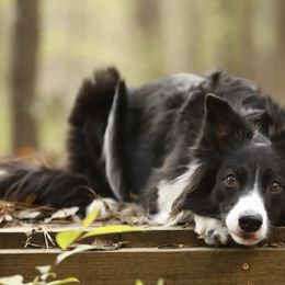 Border Collies from Livewire Border Collies