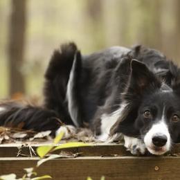 Border Collies from Livewire Border Collies