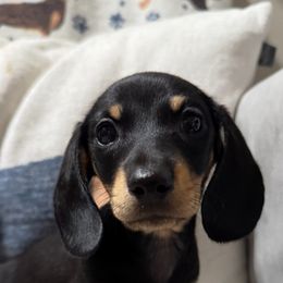 Kyle - Black and cream male Dachshund puppy in Pacific, Washington from Han&Jan Doxie’s