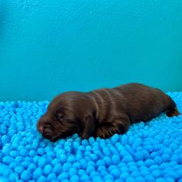 Chip - Chocolate male Dachshund puppy in Wolf Lake, Indiana from Canisteo Dachshunds