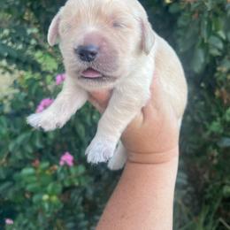 Purple collar - Golden female Golden Retriever puppy in Jesup, Georgia from Painted Platinum Retrievers (Painted Platinum Kennel) PPK