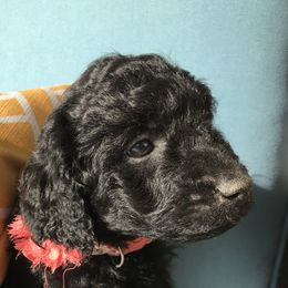 Kai - Goldendoodle puppy in Utah from PollyWally Doodle