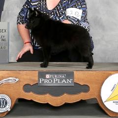 Schipperke All Grown Up from Safari Schipperkes