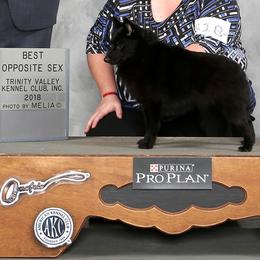 Schipperke All Grown Up from Safari Schipperkes