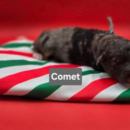 Comet-Gray collar - Blue merle male Bernedoodle puppy in Summerville, South Carolina from Channys Doodles