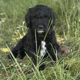 Ravioli - Black male Goldendoodle puppy in Eugene, Oregon from Oregon's Oodles of poodles & doodles