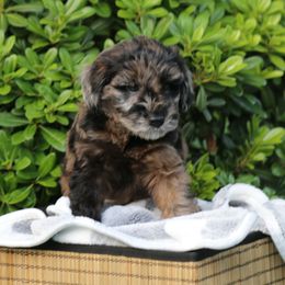 Cutesie - Black male Whoodle puppy in Tomball, Texas from Texas Puppy Dreams LLC dba Whoodles and Co.