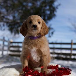 Ziti - Apricot female Goldendoodle puppy in Mc Arthur, California from California Golden Love