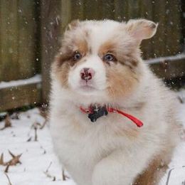 Australian Shepherds from LKN Aussies
