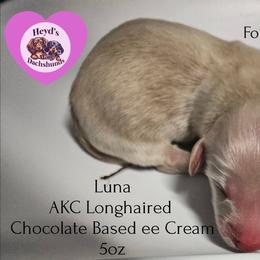 Luna - Cream female Dachshund puppy in Hoquiam, Washington from Heyd's Mini Dachshunds