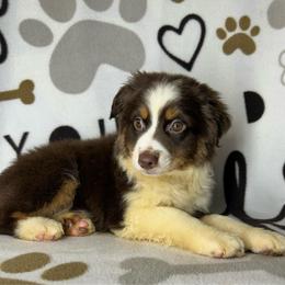 Leo - Red tri male Miniature Australian Shepherd puppy in Hokes Bluff, Alabama from Alegria Toy Aussies