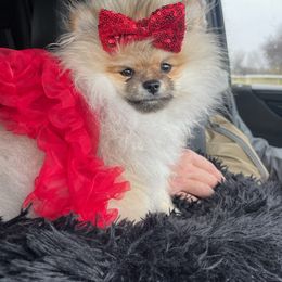 Pomeranian puppies from Luxurious Poms