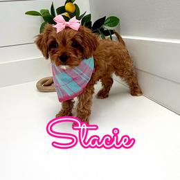 Stacie - Red female Cavapoo puppy in Buford, Georgia from Petite Posh Puppies