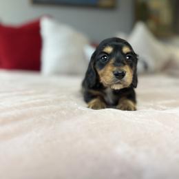 Beamer - Black and tan male Dachshund puppy in Temecula, California from Naomi Magee's Dachshund Kennel