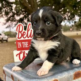 Red collar with tail - Black tri male Miniature Australian Shepherd puppy in 32046, Florida from River Hill Ranch