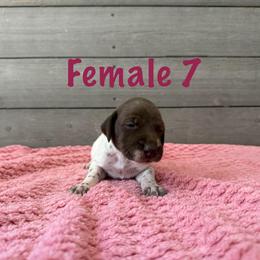 Ginger - Liver and white female German Shorthaired Pointer puppy in Axton, Virginia from Red Clay Kennels