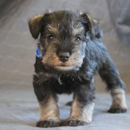 AKC Antonio - Salt and pepper male Miniature Schnauzer puppy in Richardton, North Dakota from Crooked Tree Ranch