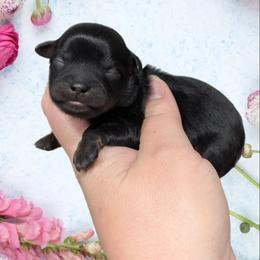 Girl 2 - Black female Shihpoo puppy in Coshocton, Ohio from Forever Family Puppies