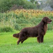 Flat-Coated Retrievers from ArcticWyns