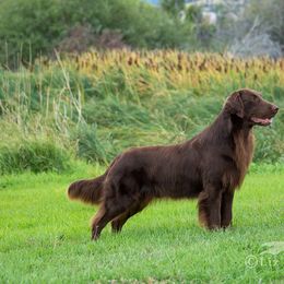 Flat-Coated Retrievers from ArcticWyns