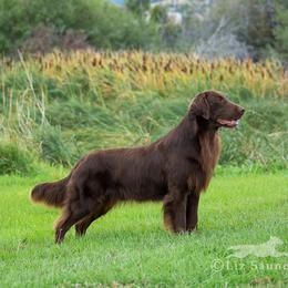 Flat-Coated Retrievers from ArcticWyns