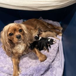 Rose - Ruby female Cavalier King Charles Spaniel puppy in Eatontown, New Jersey from NJ Cavalier King Charles Breeder