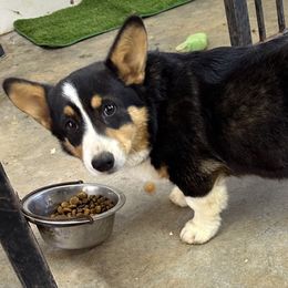 Buck - Pembroke Welsh Corgi