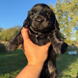 Green collar - Black and cream male Dachshund puppy in Onalaska, Washington from FairyTail Dachshunds