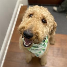 Chet - Goldendoodle