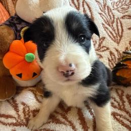 Zorro - Black and white male Border Collie puppy in Mckinney, Texas from Border Collies of Ruidoso